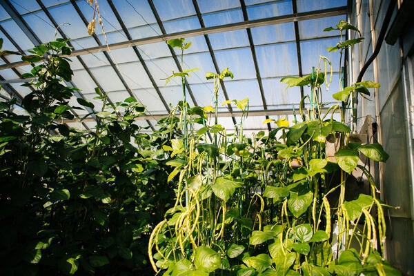 greenhouse plants