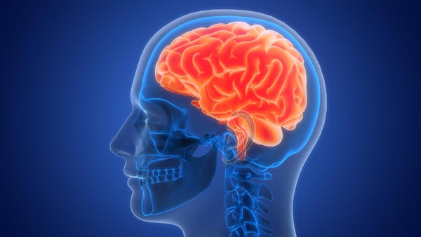 Illustration of the brain region