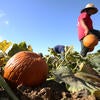 Danny Salgado, 22, helps harvest pumpkins at the R'Garden on September 25, 2019. (UCR/Stan Lim)
