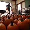 Crystal Brachetti, 23, R'Garden volunteer, transports pumpkins into a shaded space at the garden, on September 25, 2019. (UCR/Stan Lim)