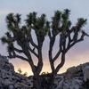 The sun sets in Joshua Tree National Park in mid-February.