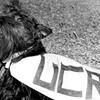 UCR’s first mascot, a Scottish terrier named Lady Mac Tavish of Walpole (aka “Buttons”).