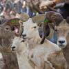 A wide assortment of taxidermied animals, including these bighorn sheep, can be found in the Morphology Center.