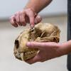 French holds the skull of a mountain lion that was shot.