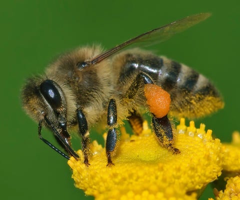 Honey bee Honey bee