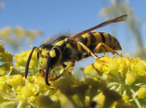 Western yellowjacket