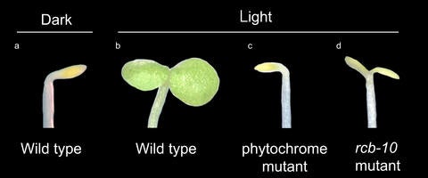 Arabidopsis seedlings 2