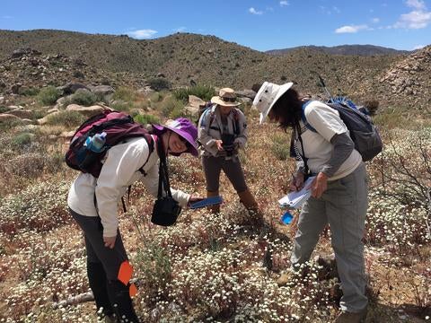 UCR researcher and volunteers measuring dead Joshua tree