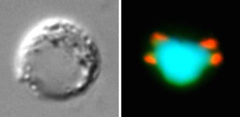 Condensin in male cell multiplication Condensin in male cell multiplication
