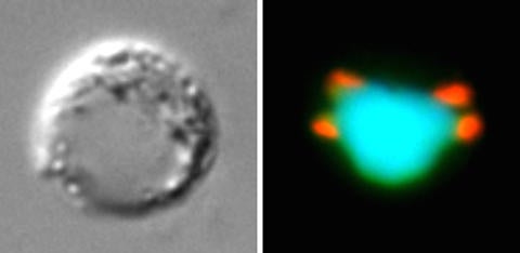 Condensin in male cell multiplication