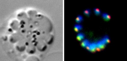 Condensin in asexual cell multiplication