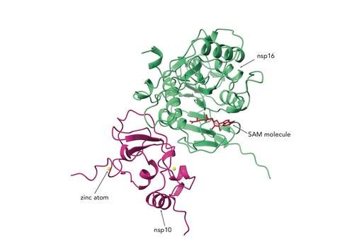 Protein complex