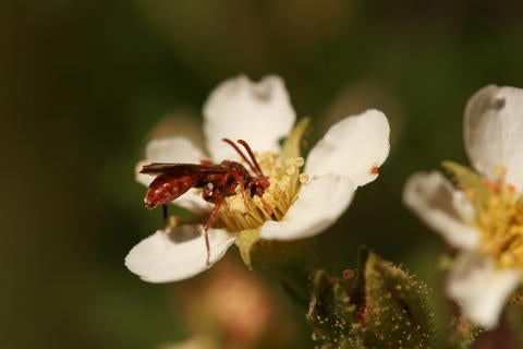 Wild bee in Yosemite