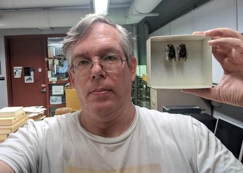 Entomologist Doug Yanega and Asian Giant Hornets