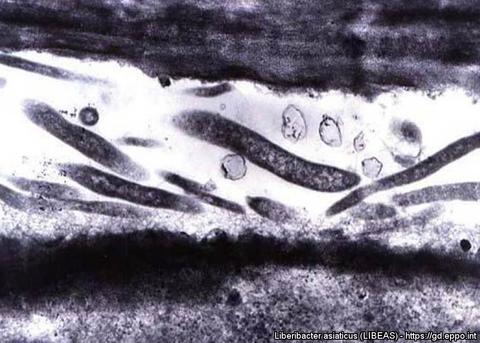 microscopy image of CLas bacterium
