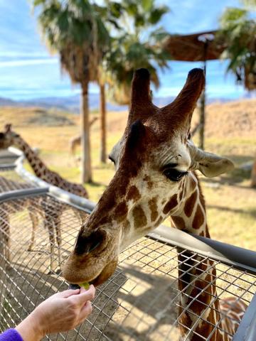 giraffe feeding at the Living Desert