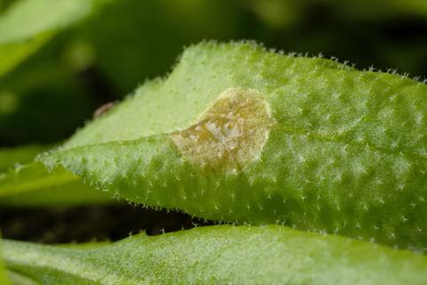 Arabidopsis plant with fungal infection