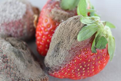 gray mold on strawberries