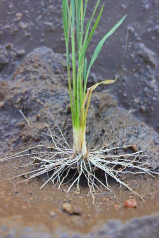 field-grown rice roots