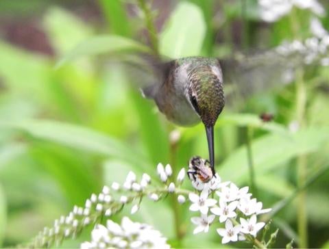 Hummingbird and bee sharing flowers