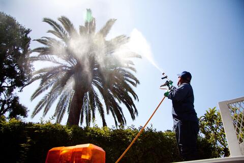 palm tree insecticide spraying