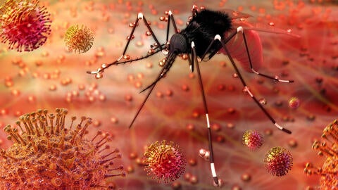 Zika mosquito over water Zika mosquito over water