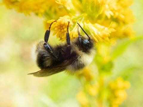 Bombus occidentalis 