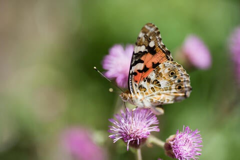 painted lady on wild heliotrope