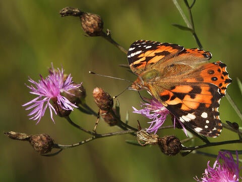 painted lady butterfly wings