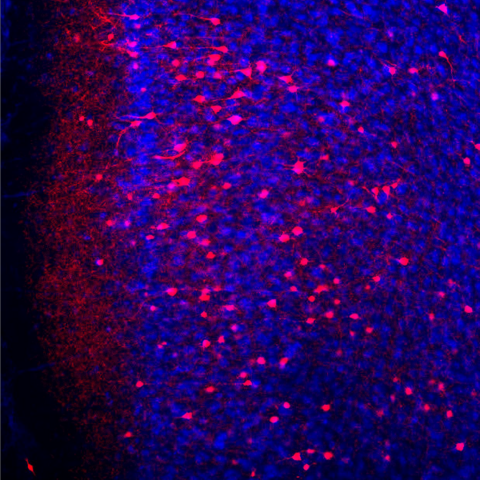 Fear memory neurons