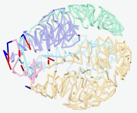 3D genome structure of B. duncani