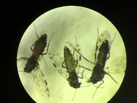 Culicoides sonorensis