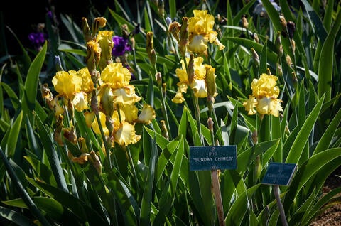 iris gardens at UCR