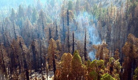 scorched giant sequoias