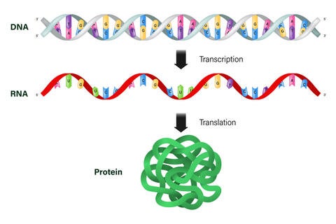 transcription DNA to RNA