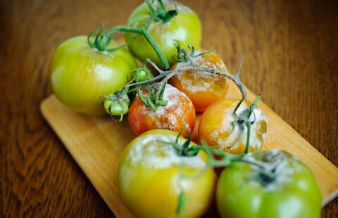 gray mold on tomatoes