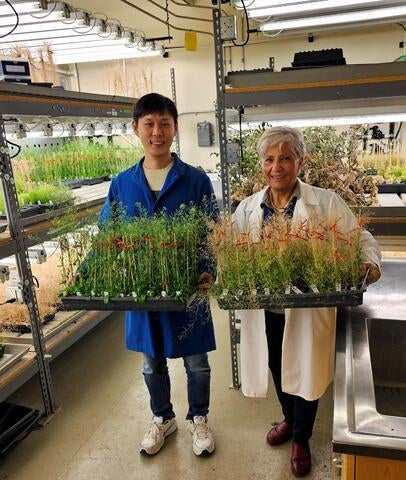 UCR researchers with plants in the laboratory