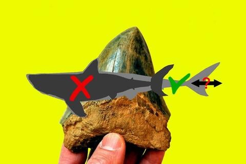 Megalodon body form and tooth