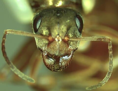 ant queen