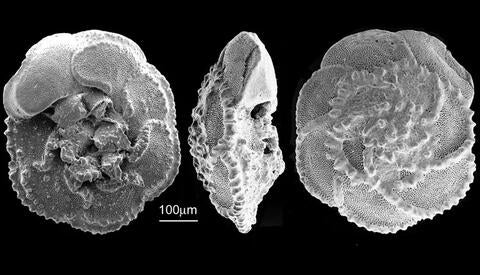 Foraminifera shells