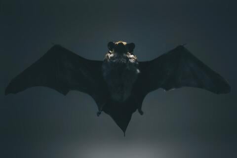 dark bat