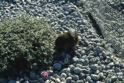 An unhappy gopher and plant along with the gopher enclosure fence.