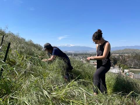 UCR students sampling from experimental study plots