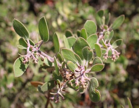 manzanita flowers closeup