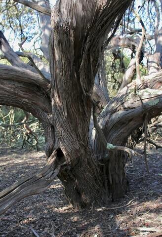 gnarly bark of A. Nipumu