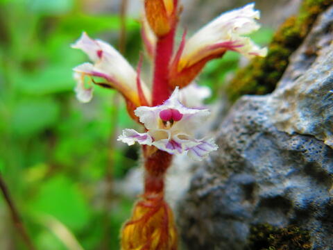 broomrape parasitic plant