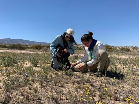 desert field sampling