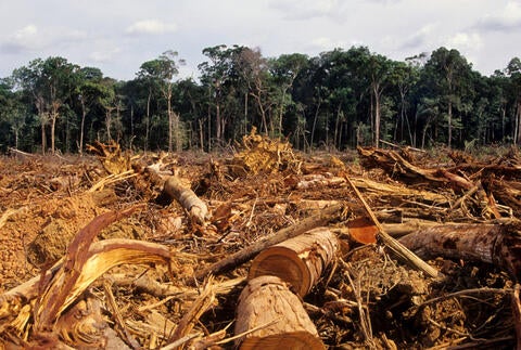 deforestation