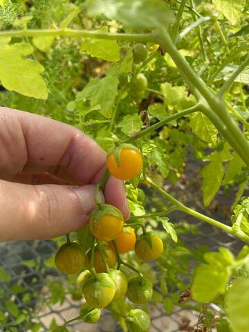 Standard tomato