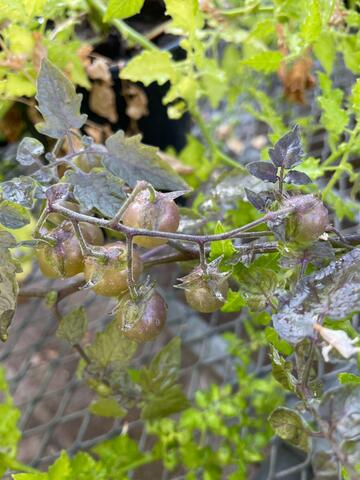 ガラパゴス諸島のトマトが“逆進化”している新研究(Tomatoes in the Galapagos are de-evolving) ガラパゴス諸島のトマトが“逆進化”している新研究(Tomatoes in the Galapagos are de-evolving)
